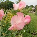 Lathyrus odoratus 'Mammouth'